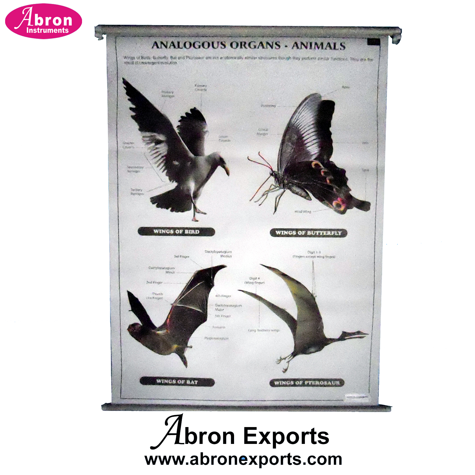 Bio Visual Charts Genetics Abron ABCPBV-40